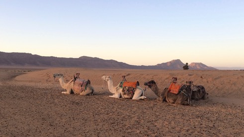 Kamele in der Wüste Marroko